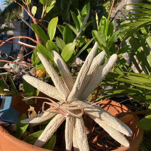 STARFISH set of 3 , GREAT DECOR , looks good ANYWHERE!!🌴🦀🦑 - Picture 10 of 10